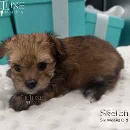 Sketch - Gold male Morkie puppy in Scottsdale, Arizona from Lil Luxe Pups
