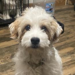 Buddy - Blenheim male Cavapoo puppy in Mesa, Arizona from Bubble-ishous Cavaliers, Cavapoos and Portadoodles