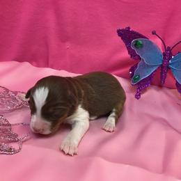 Pembroke Welsh Corgi, Miniature Australian Shepherd, and Toy Australian Shepherd Puppies from Midwest Mini/Toy Aussies