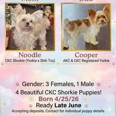 Shorkie puppies from Passion Pups TN