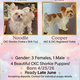 Shorkie puppies from Passion Pups TN
