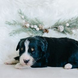 Gus - male Australian Mountain Doodle puppy in Spanish Fork, Utah from K Brand Doodles