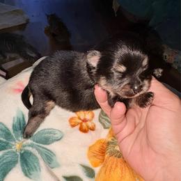 Mary Little Lamb - Black and tan female Pomeranian puppy in East Mountain, Texas from Fairchild Fancy Pomeranians and Coachella Pomeranians