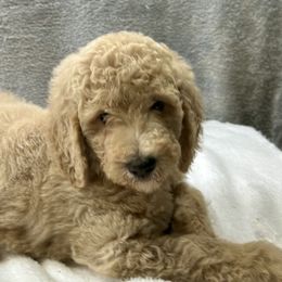 Clover blue - Cream male Goldendoodle puppy in Lakeland, Florida from Poodles Doodles Standard and Mini LLC
