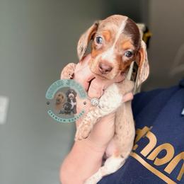Molly - Piebald female Dachshund puppy in Marion, Ohio from Doodles & Doxies