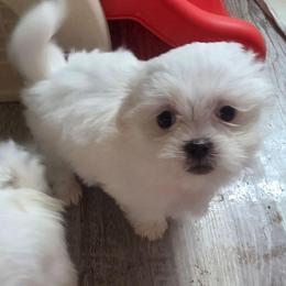 Puddles - White female Mal-Shi puppy in Belleville, Michigan from Michigan Maltese Puppies
