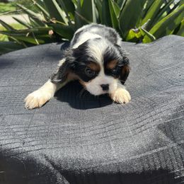 Cavalier King Charles Spaniel Puppies from Caveliers by Grace