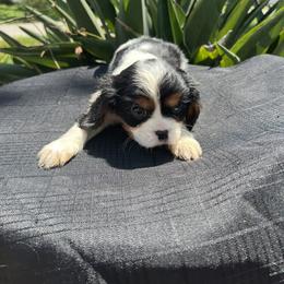 Cavalier King Charles Spaniel Puppies from Caveliers by Grace