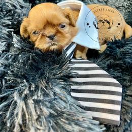 Shih Tzu Puppies from Sacred Light Shihtzu