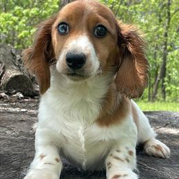 Kurt - Dapple male Dachshund puppy in Industry, Illinois from KDKs Kennels