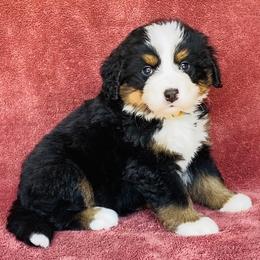 Gold Collar Female - Black rust and white female Bernese Mountain Dog puppy in Bristol, Tennessee from Holston Hollow Farm