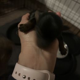 Yorkshire Terrier Puppies from Empire Yorkies