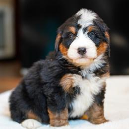 Alfalfa - Tri-color male Bernedoodle puppy in Dundee, Ohio from Down Home Doodle