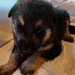 Rollo - Black and tan male German Shepherd puppy in Leon, West Virginia from Heart2Heart Kennels