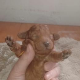 Female medium poodle with champion and foreign ancestry - Red  female Poodle puppy in Licking, Missouri from Majestic Embrace Poodles
