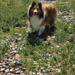 Kiara - Shetland Sheepdog