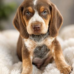 Pear - Brown white and tan male Beagle puppy in Rose Bud, Arkansas from Rajun Cajun Kennels
