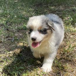 Murphey - Blue merle male Australian Shepherd puppy in Celina, Tennessee from CumberlandRidge Australian Shepherds