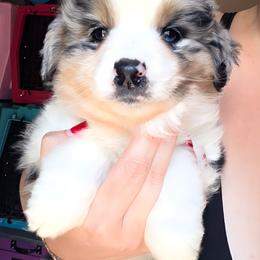 Indigo - Blue merle female Miniature American Shepherd puppy in Vivian, Louisiana from Jem Miniature American Shepherds
