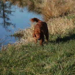 Gus - Golden Retriever