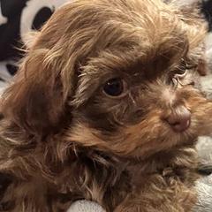 Disco - Red male Russian Tsvetnaya Bolonka puppy in Lawrenceville, Georgia from Alchemy Havanese
