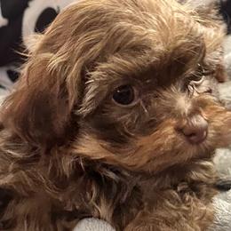 Disco - Red male Russian Tsvetnaya Bolonka puppy in Lawrenceville, Georgia from Alchemy Havanese