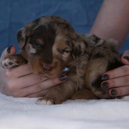 Hulk - Red merle male Aussiedoodle puppy in Springfield, Missouri from Aspen River Doodles