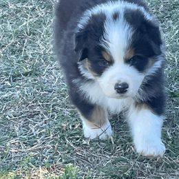 Australian Shepherd Puppies from South Ridge Aussies