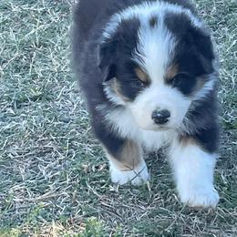 Australian Shepherd Puppies from South Ridge Aussies