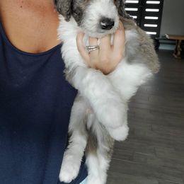 Aussiedoodle Puppies from Southwest Florida Doodles