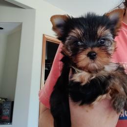 Yorkshire Terrier Puppies from Luxe Yorkshire Terriers