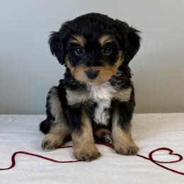 Hans - Black tri-color male Aussiedoodle puppy in Adams, Nebraska from Boxcar Doodles and Poodles