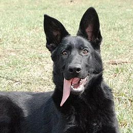 Whisky - German Shepherd