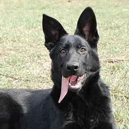 Whisky - German Shepherd