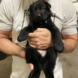 German Shepherd Puppies from High Voltage GSD
