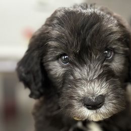Sheepadoodles from Love Tallulah Sheepadoodles LLC