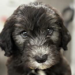 Sheepadoodles from Love Tallulah Sheepadoodles LLC
