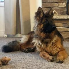 German Shepherds from Old Souls' German Shepherds