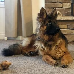 German Shepherds from Old Souls' German Shepherds