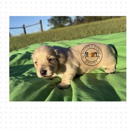 CCM3 - Cream male Dachshund puppy in Carthage, Texas from Rafter C Ranch Doxies