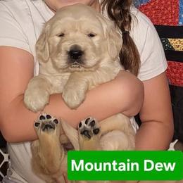 3rd pick of the boys from the Soda Pop Pups - Golden male Golden Retriever puppy in Fithian, Illinois from LOMAH Retrievers