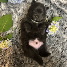 Buddy - Black parti male Pomeranian puppy in Scio, Oregon from Mac Daddy Poms