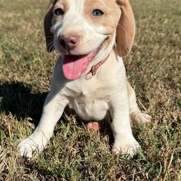 Kenzie - Lemon and white female Beagle puppy in Rogersville, Missouri from Hales Little Beagle Haven
