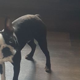 Winston  - Boston Terrier