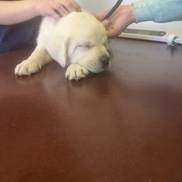 Labrador Retrievers from Four Corners Family Labs
