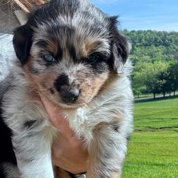 MISS FRIZZLE - Blue merle female Australian Shepherd puppy in Christiana, Tennessee from Vaught Family Farm