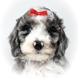 Bernedoodle, Double Doodle, and Goldendoodle Puppies from Winding Creek Ranch
