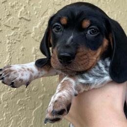 Ores - Piebald male Dachshund puppy in Spring Hill, Florida from Adorable Doxxies