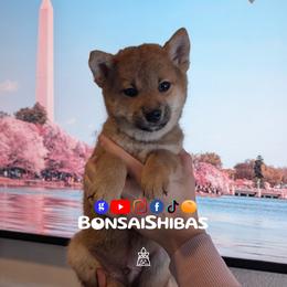 AIRO - Red male Shiba Inu puppy in Minnesota from BonsaiShibas
