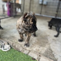Cane Corso and Lowchen Puppies from High Royal Kennel